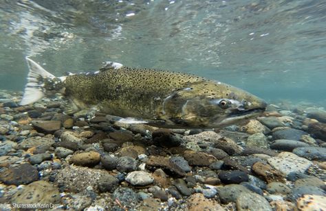 Chinook Salmon Lake Sturgeon, Salmon Species, Chum Salmon, Chinook Salmon, Pacific Salmon, Channel Catfish, Salmon Farming, Salmon Run, Habitat Destruction