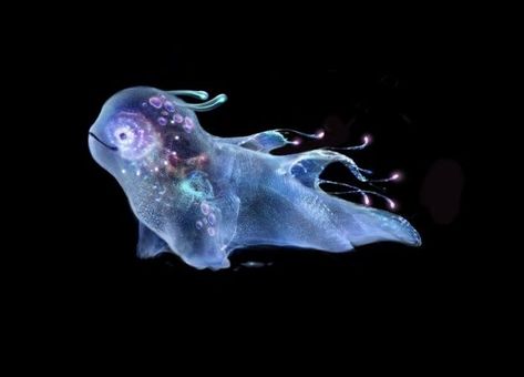 Bioluminescence Creatures Art, Bioluminescence Fantasy Art, Deep Water Creatures, Mythical Underwater Creatures, Avatar Sea Creatures, Alien Sea Creatures, Water Creatures Mythical, Fantasy Water Creatures, Fantasy Sea Creatures