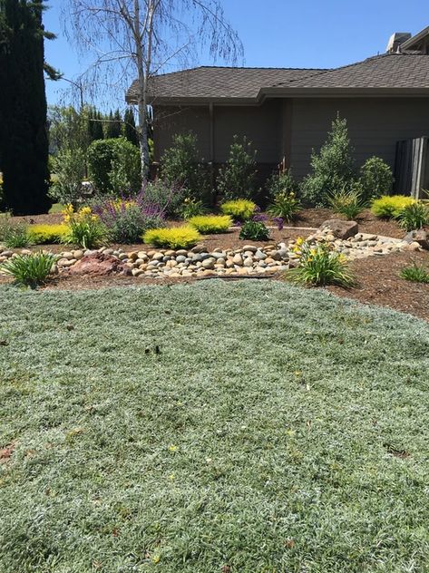 Dymondia margaretae | Photos Dymondia Margaretae, Dry Creek Bed, Waterwise Garden, Ground Covers, Creek Bed, Dry Creek, Water Wise, Drought Tolerant Plants, Ground Cover