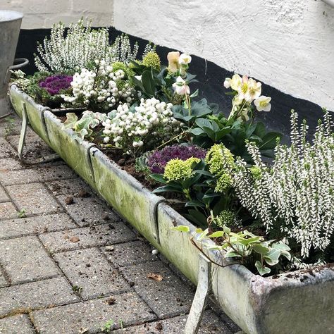 Debbie on Instagram: “Old animal feed trough filled with winter flowering plants for some colour during the winter months .” Old Plough In Garden, Feed Trough Planter, Trough Garden Ideas, Trough Planter Ideas, Water Trough Planter, Garden Trough Planters, Cow Trough, Long Narrow Garden, Back Door Patio