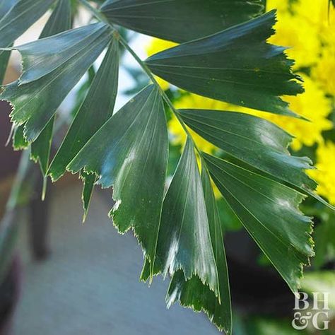 Fishtail palm Weeping Evergreen Trees, Flower Girls Bouquets, Indoor Plants Display, Weeping Evergreen, Z Plant, Palm Tree Garden, Palm Tree Indoor, Indoor Palm Plants, Palm Trees For Sale