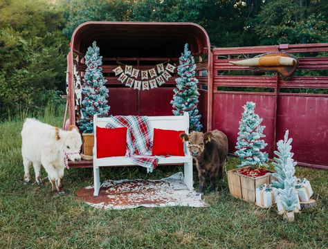 🎄🐄🤍Christmas Minis 🎄🐄🤍 I... - Courtney Allison Photography Mini Photo Decor Ideas, Country Christmas Mini Sessions, Mini Horse Christmas Pictures, Horse Trailer Christmas Minis, Calf Mini Session, Highland Cow Christmas Photoshoot, Western Christmas Mini Session, Christmas Picture Set Up, Western Christmas Family Photos