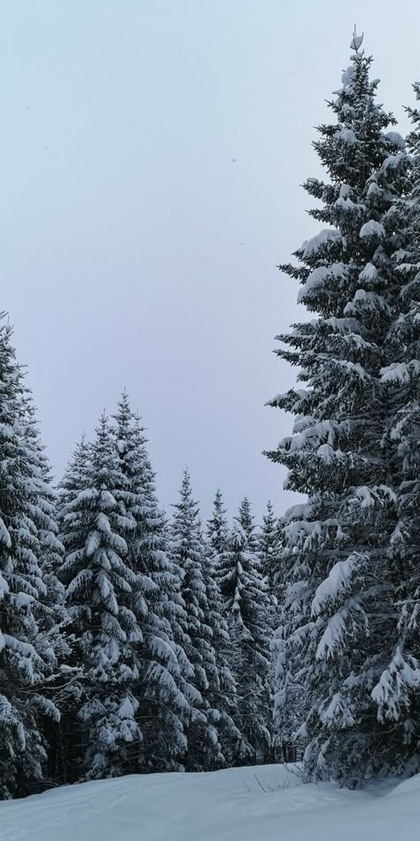 Snow Nature Wallpaper, Christmas Phone Wallpaper Trees, Skiing Aesthetic Wallpaper Iphone, Pine Trees In Snow, Snowy Trees Aesthetic, Winter Trees Aesthetic, Snowy Aesthetic Wallpaper, Snow Trees Wallpaper, Snowy Trees Wallpaper