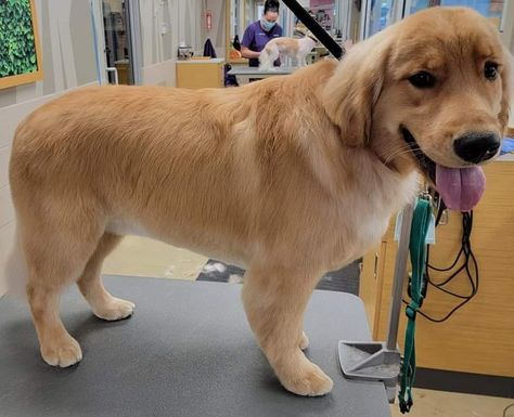 Golden Retriever Haircut Pet Grooming, Short Golden Retriever Haircut, Golden Retriever Summer Cut, Golden Retriever Summer Haircut, Golden Retriever Short Hair, Golden Retriever Haircut Styles, Golden Retriever Grooming Styles, Golden Retriever Haircut, Golden Retriever Grooming