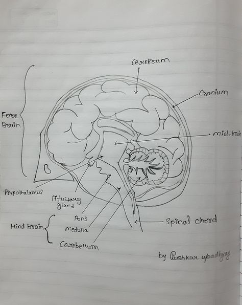 Brain Diagram Class 10, Diagram Of Brain, Human Eye Diagram, Eye Diagram, Nursing School Studying Cheat Sheets, Brain Diagram, Anatomy Notes, Biology Diagrams, Medical Assistant Student