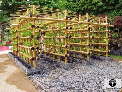 Bamboo Building, Aquaponics Diy, Bamboo Architecture, Vertical Farming, Urban Agriculture, Plants Growing, Bamboo Garden, Luxury Garden, Johor Bahru