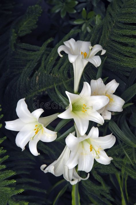 Saint Joseph Art, Easter Lilies, Christ Centered Easter, August Flowers, Trumpet Lily, Grandma's Garden, Lily Bulbs, Easter Lily, Floral Room