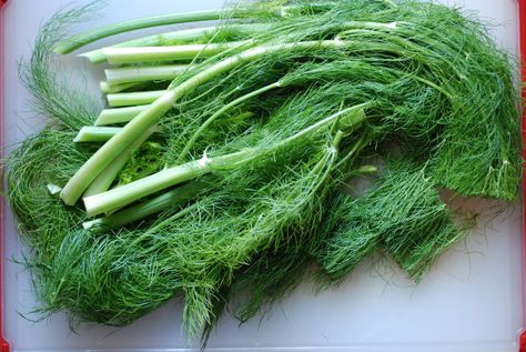 Fennel frond pesto + what to do with those pesky stalks Fennel Stalks, Fennel Recipes, Roasted Fennel, Csa Recipes, Raw Vegetables, Veggie Sides, Meatless Meals, Fennel, Fruits And Veggies