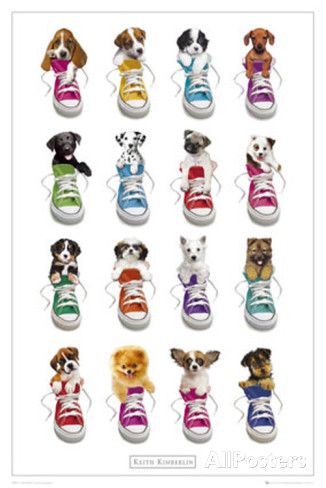 Sneakers Prints by Keith Kimberlin at AllPosters.com Teaching Shoe Tying, Keith Kimberlin, Shoe Tying, Dog Posters, Puppy Pug, Shoe Poster, Sneaker Posters, Shoe Wall, Puppy Prints