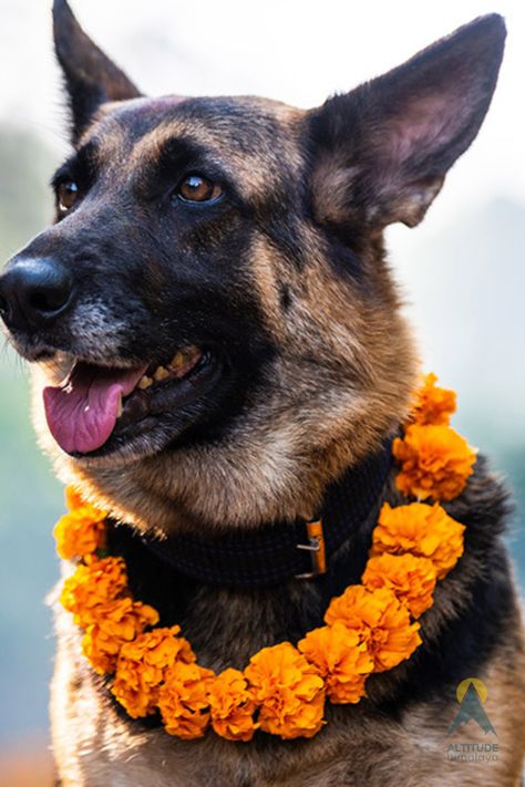 kukur tihar, kukur puja, pets, festivals for dogs, dog festival, kukur tihar 2080, kukur tihar in nepal, dog festival nepal, nepal dog festival, tihar, kukur tihar nepal dog festival, dogs, kukur tihar festival, festival of dogs, Tihar Festival Nepal, Tihar Festival, Dog Festival, Nepal, Tourism, Two By Two, Festival, Songs, Dogs