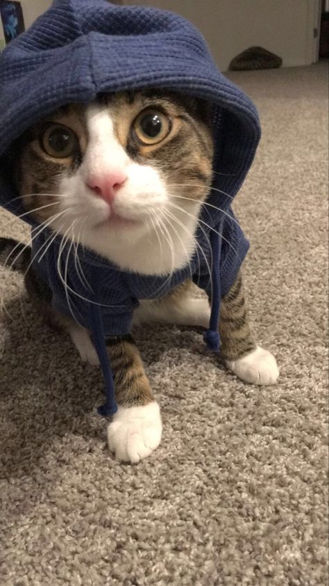 Cats With Hoodies, Cats In Hoodies, Cat Advice, Cat Entertainment, Cat Calendar, Cat Puns, Cat Jokes, Cat Model, Holy Moly