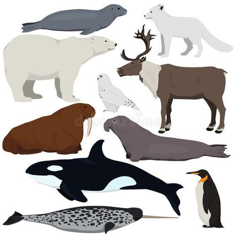 Animals Vector Illustration, Antarctic Animals, Elephant Seal, Killer Whale, Arctic Fox, Snowy Owl, Narwhal, Killer Whales, Polar Bear