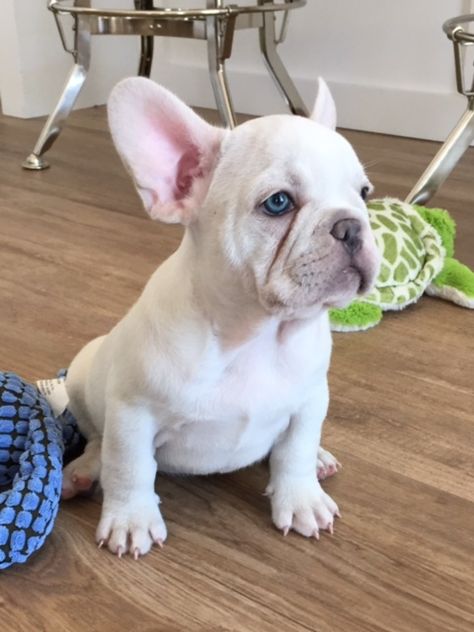 Blanco White Frenchies, Yorkshire Terrier Grooming, White French Bulldog Puppies, White French Bulldog, French Bulldog Pictures, White French Bulldogs, Poodle Toy, Puppy Time, Bored Dog