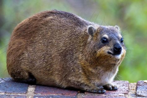 Kruger-National-Parks-Weirdest-Animals-Rock-Hyrax Rock Hyrax, Bizarre Animals, Small Mammals, Tattoo Nature, Animals Tattoo, Physical Characteristics, Animal Family, Tropical Animals, On Safari