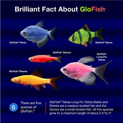 Did you know this brilliant fact about GloFish® fluorescent fish? Click or tap to watch the video. #glofishcolor #glofishfluorescentfish #glofish #FishFactFriday Fresh Water Community Fish, Glo Fish Tank Ideas Decorations, Glo Fish Tank, Glo Fish Tank Ideas, Glow Fish Tank Ideas, Glofish Tank, Glofish Aquarium, Glow Fish, Tetra Fish