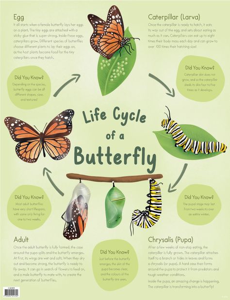 Life Cycle of a Butterfly Chart - Australian Teaching Aids - Featuring detailed descriptions of the journey from egg to caterpillar, to chrysalis, to butterfly, this handy chart is a fantastic teaching tool for life cycle topic lessons. Metamorphosis Of Butterfly, Life Cycle Of A Caterpillar, The Life Cycle Of A Butterfly, Stages Of Butterfly Life Cycle, Butterfly Life Cycle Project, Butterfly Life Cycle Art, Life Cycle Art, Caterpillar Life Cycle, Butterfly Stages