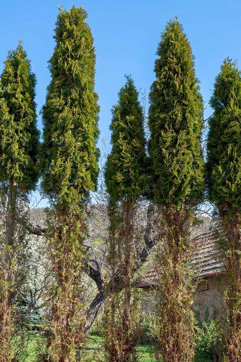 Landscape Ideas With Arborvitae, Arborvitae Front Of House, Arbor Vitae Landscape, American Pillar Arborvitae, Arborvitae Landscaping Privacy Hedge, Arborvitae And Hydrangea Landscaping, Arborvitae Landscaping, Globe Arborvitae, Azaleas Landscaping