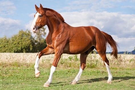 Red Roan Horse, Sorrel Horse, Roan Horse, Hackney Horse, American Quarter Horse Association, Horse Coat Colors, Tennessee Walking Horse, Horse Running, American Paint Horse