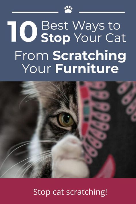 closeup of a cat that is digging its nails into the sofa Stop Cat Scratching Furniture, Cat Scratching Furniture, What Cat, Furniture Scratches, Cat Care Tips, Cat Help, Bad Habit, Cat Carrier, Cat Claws