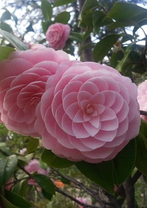 Camellia Flowers, Camellia Japonica, Japanese Flower, Flower Farmer, Camellia Flower, Pink Garden, Japanese Flowers, Pretty Plants, Beautiful Rose Flowers