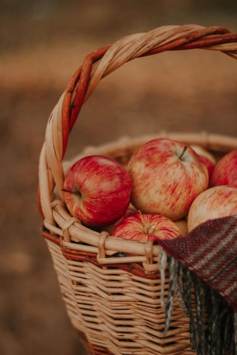 Apples In A Basket, Fruit Photography, Apple Apple, Fall Apples, Apple Harvest, Harvest Season, Tree Free, Fashion Hub, Adobe Photoshop Lightroom