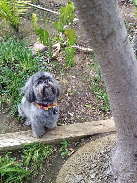 ~~Oh,Mr. Squirrel!~ Shih Tzu Haircuts, Shih Tzu Puppies, Dog Cuts, Best Dog Breeds, Shih Tzu Puppy, Shih Tzu Dog, Lhasa, Shih Tzus, Baby Puppies