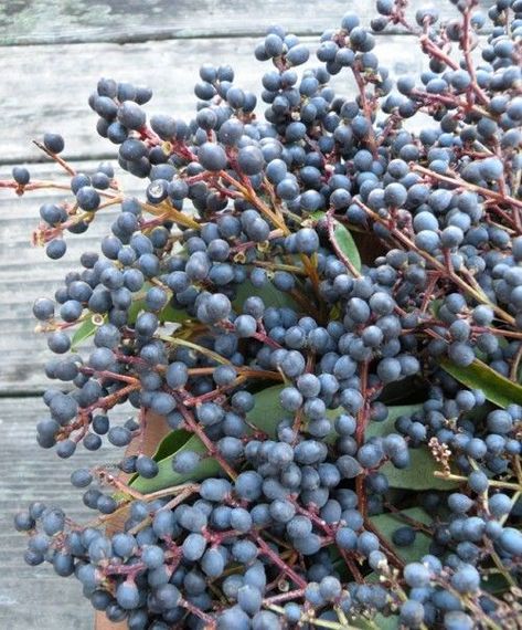 Privet Berry, Privet Berries, Autumn Blue, Blue Autumn, Flower Types, Diy Wedding Flowers, Vase Arrangements, Floral Supplies, Winter Flowers