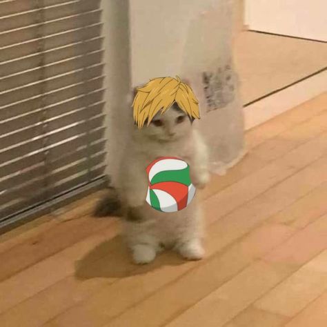 Volleyball Pfp Anime, Pfp Volleyball, Volleyball Pfp, Haski Dog, Akatsuki Cosplay, Miya Atsumu, Volleyball Inspiration, Anime Wolf, Anime Cat