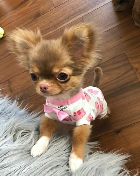 Psy Chihuahua, Chihuahua Photos, Teacup Puppy, Teacup Chihuahua Puppies, Very Cute Puppies, Chihuahua Puppy, Cute Animals Puppies, Very Cute Dogs, Cute Chihuahua