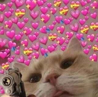 wholesome cat reaction meme love hearts A Cat