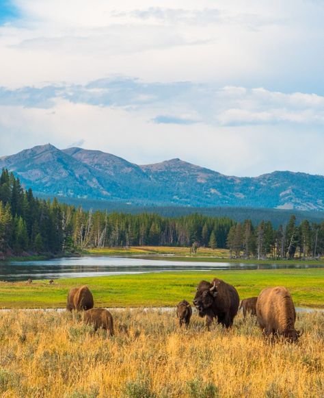 🐃 #YellowstoneBuffalos 🌾 Buffalos grazing at Hayden Valley, Yellowstone National Park, Wyoming, USA. Buffalo Wyoming, Old Cabin, Wind River, States In America, Yellowstone National, Yellowstone National Park, Wyoming, National Park, Buffalo