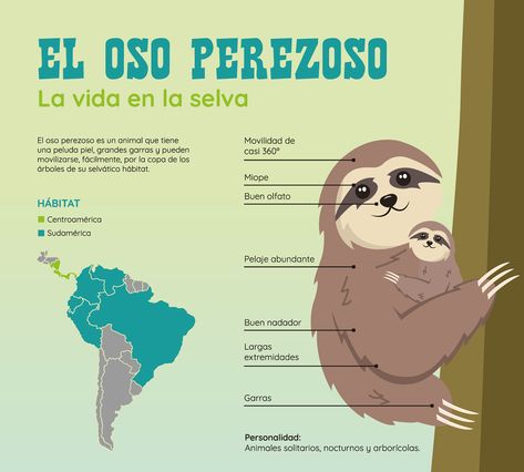 Infografía - El Oso Perezoso en Behance Animal Mural, Costa Rica, Sofia, Mural, The Unit, Collage, Reading, Pins