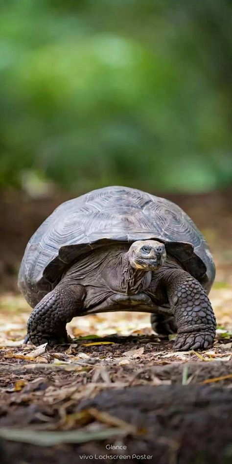 Tortoise Wallpaper, Freshwater Turtles, Land Turtles, Carnival Of The Animals, Galapagos Tortoise, Wild Animals Photography, Giant Tortoise, Rabbit Cages, 4k Hd Wallpaper