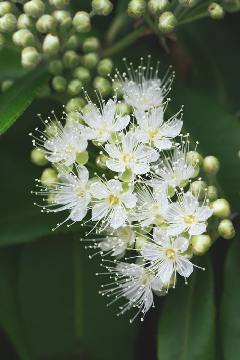 How to grow lemon myrtle | Better Homes and Gardens Myrtle Flower Bouquet, Myrtle Flower Aesthetic, Lemon Myrtle Tree, Myrtle Flower Tattoo, Small Flowers Aesthetic, Myrtle Tattoo, Myrtle Plant, Myrtle Flower, Grow Lemon