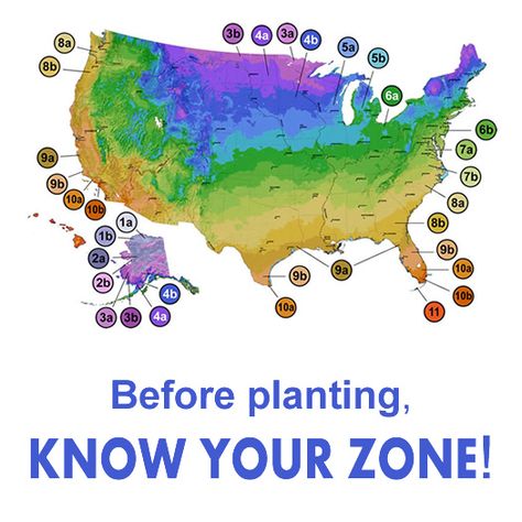 USDA Plant Hardiness Zones Map Hardiness Zones Map, Carissa Holly, Gardening Zone Map, Planting Zones Map, Paw Paw Tree, Planting Zones, Camellia Plant, Azalea Bush, Plant Hardiness Zone Map