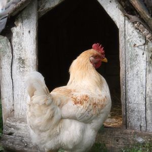 Beautiful Chickens, Manhattan Project, Hen Chicken, Chickens And Roosters, Hens And Chicks, Pet Chickens, Chicken Farm, Raising Chickens, Country Farm