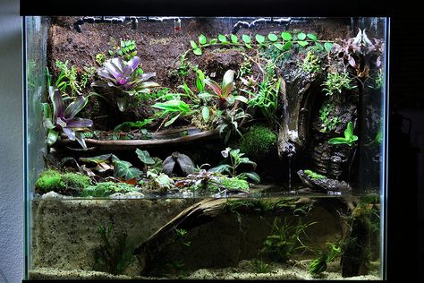 paludarium Paludarium Ideas, Caiman Lizard, Gecko Terrarium, Pond Animals, Reptile House, Aquarium Terrarium, Reptile Room, Pet Enclosure, Reptile Terrarium