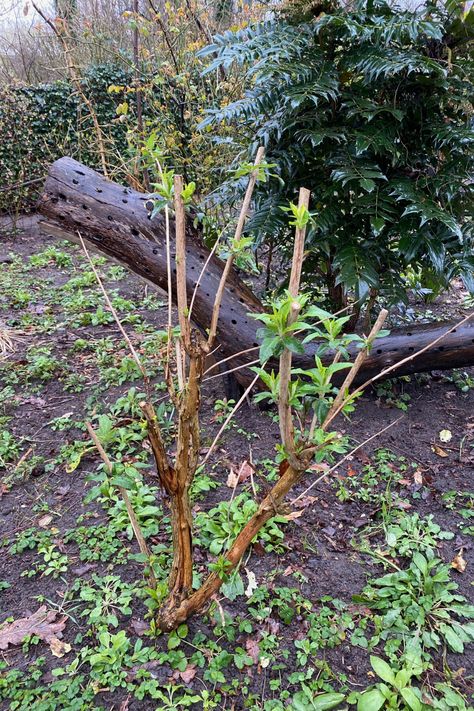 How and When to Prune Your Butterfly Bush (Buddleia davidii) Pruning Butterfly Bush, Buddleja Alternifolia, Butterfly Bush Care, Buddleia Davidii, Fast Growing Shrubs, Buddleja Davidii, Invasive Plants, Butterfly Bush, End Of Summer