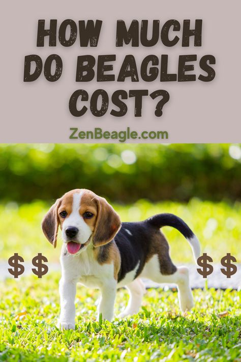 Explore the cost of owning a Beagle - How Much Do Beagles Cost? 🐾💲 Our blog post covers initial expenses, ongoing care, and hidden costs. Make informed decisions for a lifetime of love with your new furry companion! 📚🐶 #BeagleCost #PetOwnership #DogBlog Money Saving Ideas, Adoptable Beagle, Dog Enrichment, Corgi Funny, Beagle Puppy, Dog Blog, Beagle Dog, Saving Ideas, Money Saving