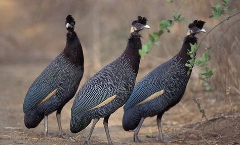 Crested Guineafowl, Ethiopian Highlands, Guinea Fowl, Partridge, Peacocks, Pheasant, Bird Species, Bird Feathers, Birdy