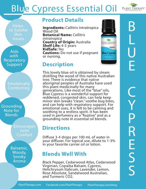 4 Ways to Use Blue Cypress: Our Essential Oil Spotlight of the Week - Naturally Blended Blue Cypress Diffuser Blend, Madam Pomfrey, Blue Cypress, Spa Stuff, Plant Therapy Essential Oils, Cypress Oil, Cypress Essential Oil, Oil Remedies, Essential Oil Plants