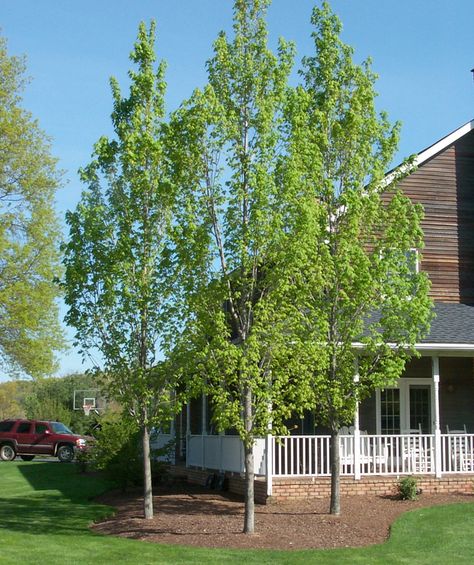 Armstrong Red Maple Privacy Fence Landscaping, Acer Rubrum, Red Maple Tree, Columnar Trees, Pool House Plans, Specimen Trees, Fast Growing Trees, Red Maple, Fence Landscaping