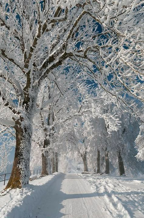 Beautiful Winter Scenes, Snow Pictures, Snow Covered Trees, Winter Photos, Love Winter, Winter Love, Winter Wallpaper, Winter Magic, Winter Scenery