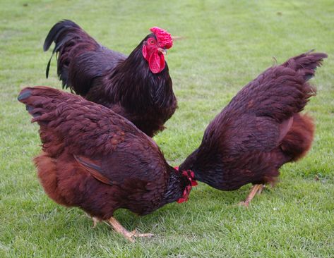 Top 10 Best Backyard Chicken Breeds | BackYard Chickens - Learn How to Raise Chickens Laying Hens Breeds, Island Chicken, Rhode Island Red Hen, Sebastopol Geese, Rhode Island Red Chickens, Polish Chicken, Backyard Coop, Best Egg Laying Chickens, Rhode Island Red