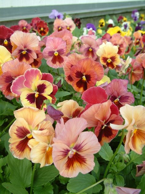 Pansies - Skyline Coppersfield Ruffled Pansies, Pansy Garden, Pansies Flowers, Gnome Garden, Little Flowers, Flowers Nature, Flower Farm, Beautiful Blooms, Dream Garden