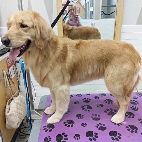 Golden retriever Golden Retriever Trimming, Groomed Golden Retriever, Golden Retriever Summer Cut, Golden Retriever Summer Haircut, Golden Retriever Haircut Styles, Golden Retriever Grooming Styles, Navy Haircut, Golden Retriever Haircut, Cream Retriever