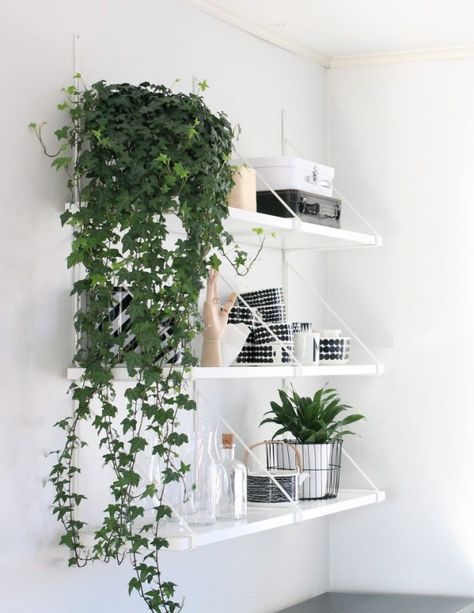 Indoor plants that drape down are an unexpected touch that’ll really make your room memorable. Indoor Vines, Easy Indoor Plants, Growing Plants Indoors, Bedroom Plants, Easy Home Decor, Plant Lady, Indoor Plant, My New Room, Hanging Plants