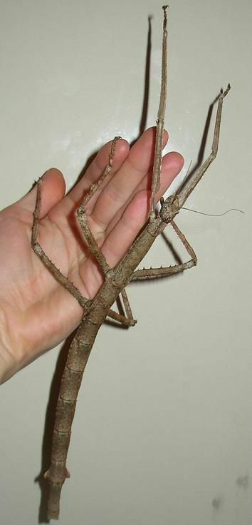 Bug Net, Stick Bug, Stick Insect, Insect Photography, Cool Bugs, Praying Mantis, Creepy Crawlies, Pretty Animals, Little Critter