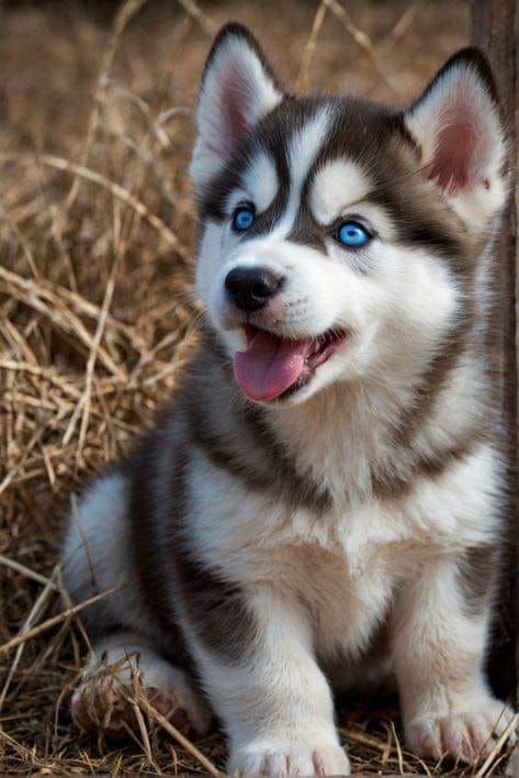 Husky Lover | Great photography ❤️  | Facebook Big Husky, Puppies With Blue Eyes, Husky Puppies, Really Cute Puppies, Cute Husky, Husky Lover, Siberian Husky Puppies, Husky Puppy, Siberian Husky