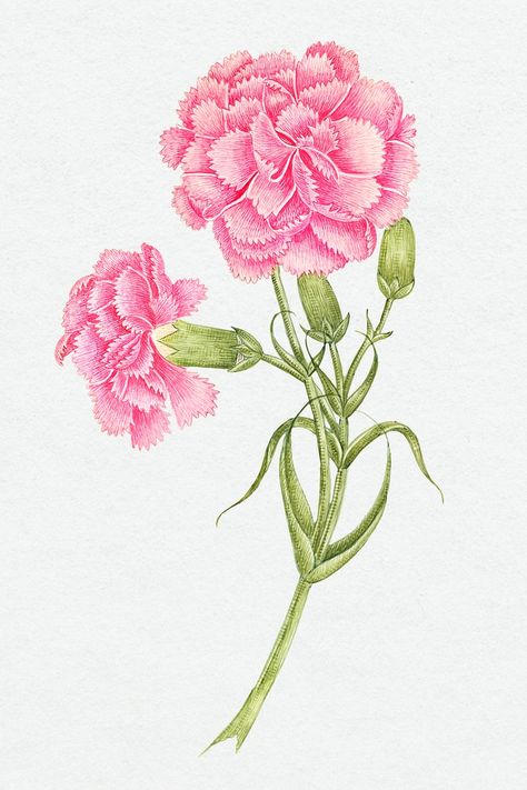 Vintage pink carnations psd illustration, remixed from the 18th-century artworks from the Smithsonian archive. | premium image by rawpixel.com / Donlaya Carnations Illustration, Carnation Illustration, Watercolor Carnation, Wrist Tatoo, Green Carnation, Scientific Drawing, Pink Drawing, Illustration Botanical, Illustration Nature